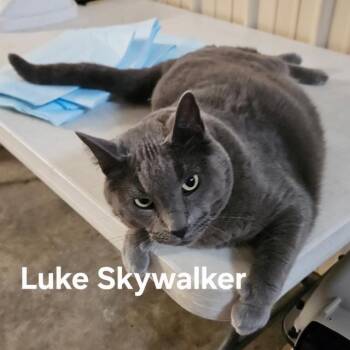 Luke Skywalker -  Domestic Short Hair and Russian Blue Cat for Adoption in Zimmerman, Minnesota - Luke Skywalker | PetCurious