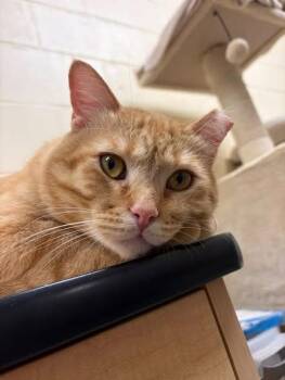 Marmalade -  Domestic Short Hair Cat for Adoption in Webster Groves, Missouri - Marmalade | PetCurious