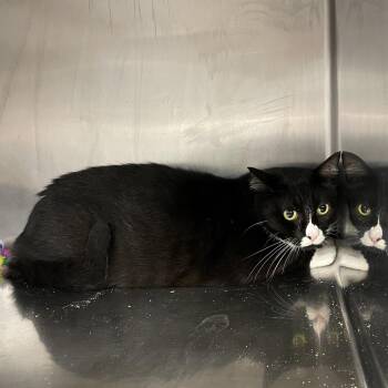 Methuselah -  Domestic Medium Hair Cat for Adoption in Chattanooga, Tennessee - Methuselah | PetCurious