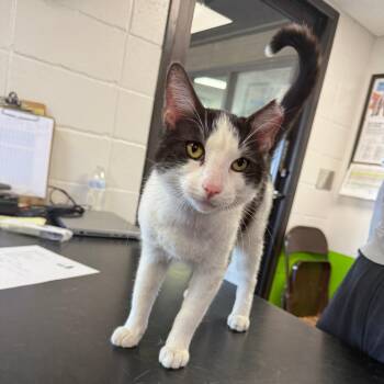 American Shorthair Cats Available for Adoption - Charles | PetCurious