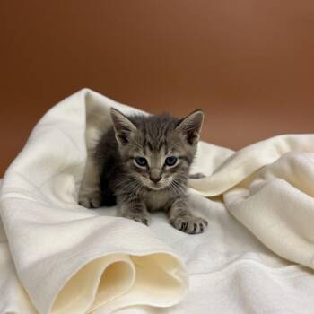 Gandy -  Domestic Short Hair Cat for Adoption in San Antonio, Texas - Gandy | PetCurious