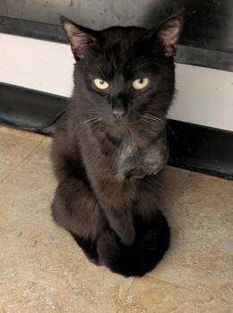 Miguel (Neutered) (Special Needs .. Left Front Leg Amputated) -  Domestic Short Hair Cat for Adoption in Marietta, Ohio - Miguel (Neutered) (Special Needs .. Left Front Leg Amputated) | PetCurious