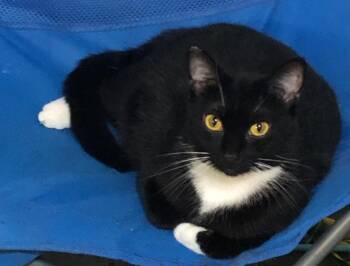 Rescue Domestic Short Hair Cats for Adoption in Port Orange, Florida - Athena (sweet Girl ) Ormond | PetCurious