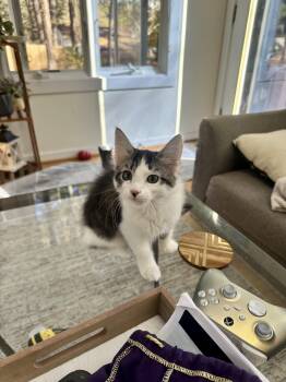 Rescue Domestic Medium Hair Cats for Adoption in Richmond, Virginia - Bloom | PetCurious