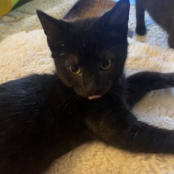 Bat -  Domestic Short Hair Cat for Adoption in Potomac, Maryland - Bat | PetCurious