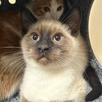 Vision -  Domestic Short Hair Cat for Adoption in Reno, Nevada - Vision | PetCurious