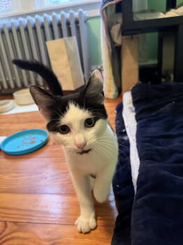 Rescue Domestic Short Hair Cats for Adoption in Nazareth, Pennsylvania - Lois Kitten | PetCurious