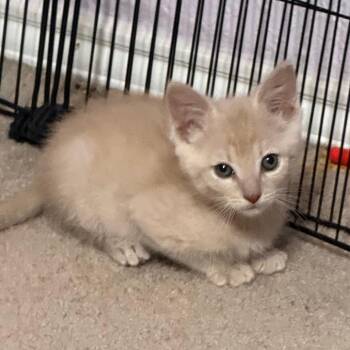 Domestic Short Hair Cats Available for Adoption in Boerne, Texas - In The Buff | PetCurious