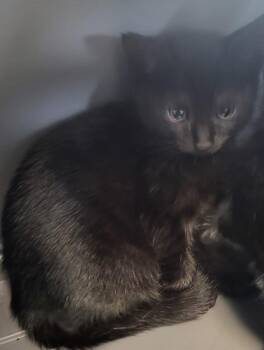 Domestic Short Hair Cats Available for Adoption in Lawrenceville, Georgia - Kitana (nf18) | PetCurious