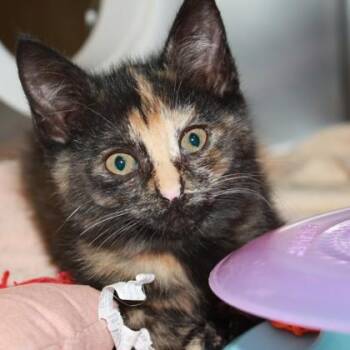 Domestic Short Hair Cats Available for Adoption in Richmond, Virginia - Cosmopolitan | PetCurious