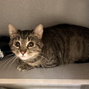 Cadence -  Domestic Short Hair Cat for Adoption in Mason City, Iowa - Cadence | PetCurious