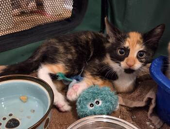 Domestic Short Hair and Calico Cats Available for Adoption in Mobile, Alabama - Charlotte | PetCurious