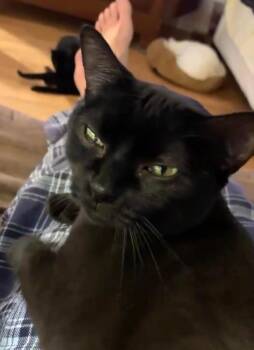 Elbe -  Domestic Medium Hair Cat for Adoption in Raleigh, North Carolina - Elbe | PetCurious