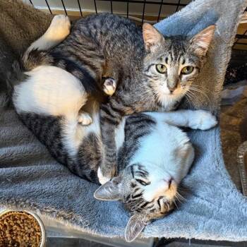 Domestic Short Hair Cats Available for Adoption - Fun Gal And Fungi | PetCurious