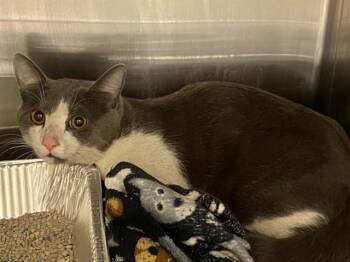 DAKI -  Domestic Short Hair Cat for Adoption in Tustin, California - DAKI | PetCurious
