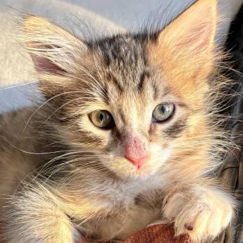 Domestic Medium Hair Cats Available for Adoption in Fort Lauderdale, Florida - Ziv | PetCurious