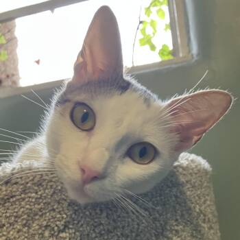 Rescue Domestic Short Hair Cats for Adoption in Los Angeles, California - Rihanna | PetCurious