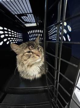 Domestic Medium Hair Cats Available for Adoption in Westminster, Maryland - WILLIS | PetCurious