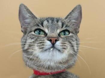 Corrie -  Domestic Short Hair Cat for Adoption in Portland, Oregon - Corrie | PetCurious