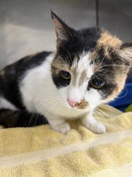 Domestic Short Hair Cats Available for Adoption - SERAPHINA | PetCurious