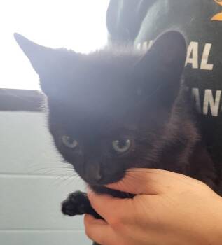 Domestic Short Hair Cats Available for Adoption in Lawrenceville, Georgia - Nf 2 | PetCurious