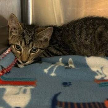 Rowdy -  Domestic Medium Hair Cat for Adoption in Knoxville, Tennessee - Rowdy | PetCurious