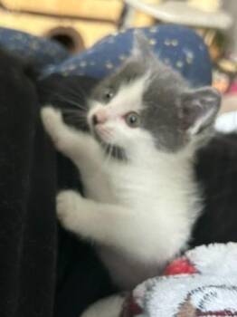 Looper -  Domestic Medium Hair Cat for Adoption in Grand Rapids, Minnesota - Looper | PetCurious