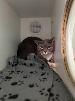 Domestic Short Hair Cats Available for Adoption in Indianapolis, Indiana - SYBIL | PetCurious