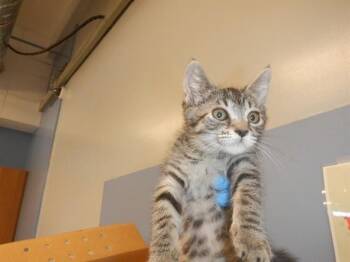 STRIPE -  Domestic Short Hair Cat for Adoption in San Jose, California - STRIPE | PetCurious