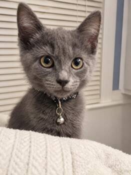 Whitey -  Domestic Medium Hair Cat for Adoption in Virginia Beach, Virginia - Whitey | PetCurious