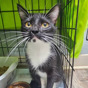 Rescue Domestic Long Hair Cats for Adoption in Jefferson City, Tennessee - Imperial | PetCurious