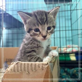 Biscotti -  Domestic Short Hair Cat Available for Adoption in Monroe, Michigan - Biscotti | PetCurious
