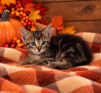 Finn -  Domestic Medium Hair Cat for Adoption in Lagrange, Indiana - Finn | PetCurious