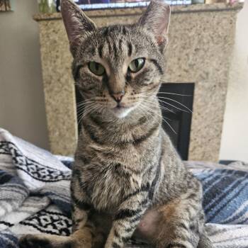 Rescue Domestic Short Hair Cats for Adoption in Chicago, Illinois - Wren | PetCurious