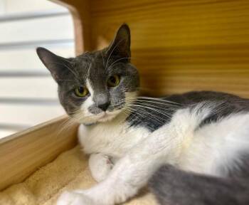 Domestic Short Hair Cats Available for Adoption in New Philadelphia, Ohio - Palmer | PetCurious