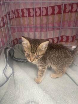 Mika -  Domestic Short Hair Cat for Adoption in Gainesville, Florida - Mika | PetCurious