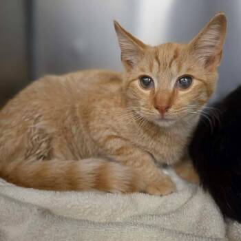 Valerian -  Domestic Short Hair Cat for Adoption in Martinsville, Virginia - Valerian | PetCurious