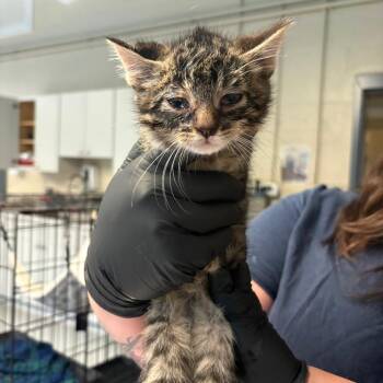 Domestic Short Hair Cats Available for Adoption - Gemini | PetCurious