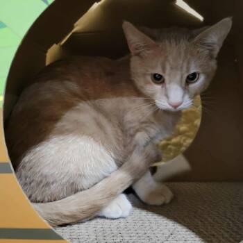 Rescue Domestic Short Hair Cats for Adoption in Park Falls, Wisconsin - Banjo | PetCurious