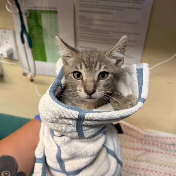 Domestic Short Hair Cats Available for Adoption in Pasadena, California - Furcules | PetCurious