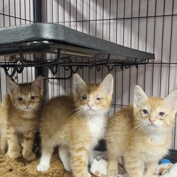 Endless Shrimp -  Domestic Short Hair Cat for Adoption in Binghamton, New York - Endless Shrimp | PetCurious