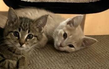 Portobello -  Domestic Short Hair Cat for Adoption in Traverse City, Michigan - Portobello | PetCurious