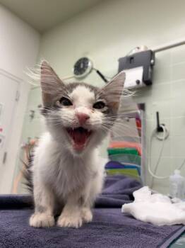 Yuri -  Domestic Medium Hair Cat for Adoption in Diamond Springs, California - Yuri | PetCurious