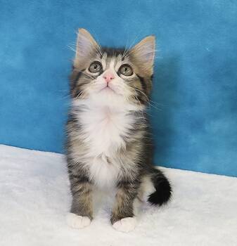 Scout - Coming Soon -  Domestic Medium Hair Cat for Adoption in League City, Texas - Scout - Coming Soon | PetCurious