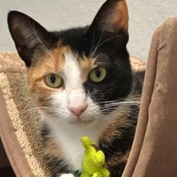 Kat Kat -  Domestic Short Hair Cat for Adoption in League City, Texas - Kat Kat | PetCurious