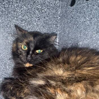 Godiva Career Cat -  Domestic Medium Hair Cat for Adoption in Newark, New Jersey - Godiva Career Cat | PetCurious