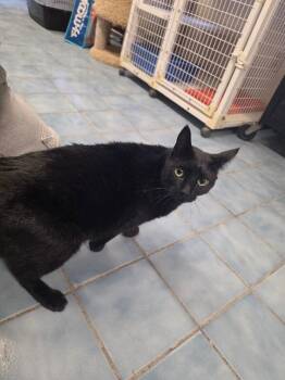 Rumplestiltskin -  Domestic Short Hair Cat for Adoption in Cortland, New York - Rumplestiltskin | PetCurious