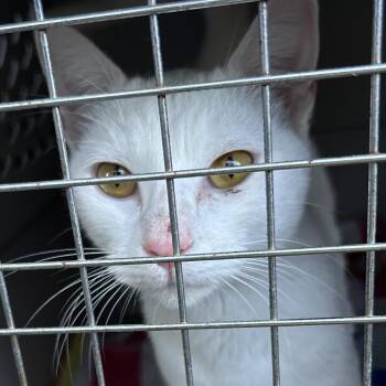 Snow White -  American Shorthair Cat for Adoption in Mount Vernon, Arkansas - Snow White | PetCurious