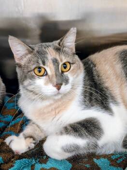 Rescue Domestic Short Hair Cats for Adoption in Evanston, Illinois - Louisiana | PetCurious