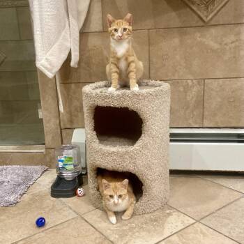 Dorito -  Domestic Short Hair Cat for Adoption in Melville, New York - Dorito | PetCurious